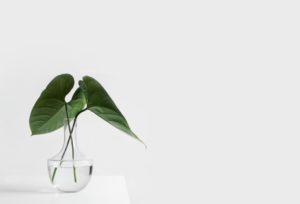 Plant in a vase on a white background